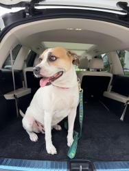 Found/Stray Female Dog last seen I-10 East and Gellhorn near the Houston Food Bank, Jacinto City, TX 77029