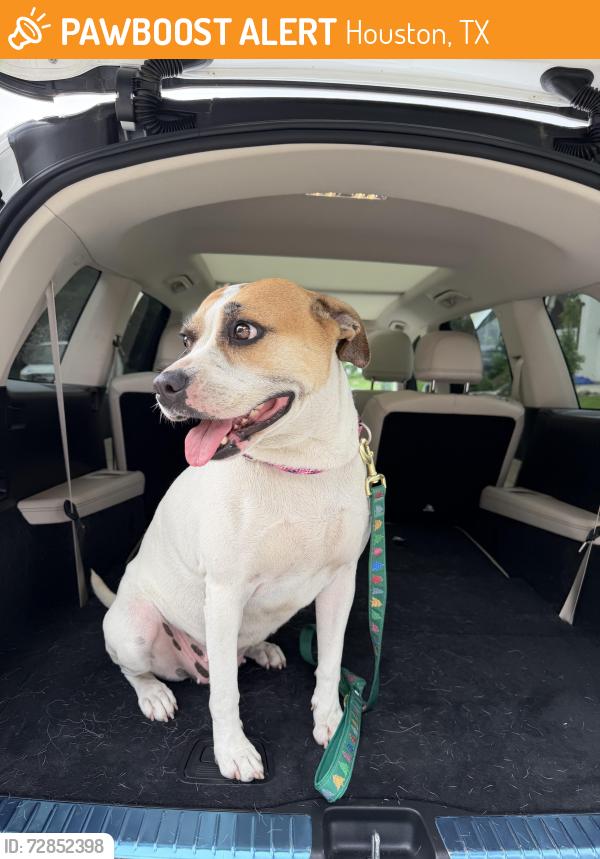 Found/Stray Female Dog last seen I-10 East and Gellhorn near the Houston Food Bank, Jacinto City, TX 77029