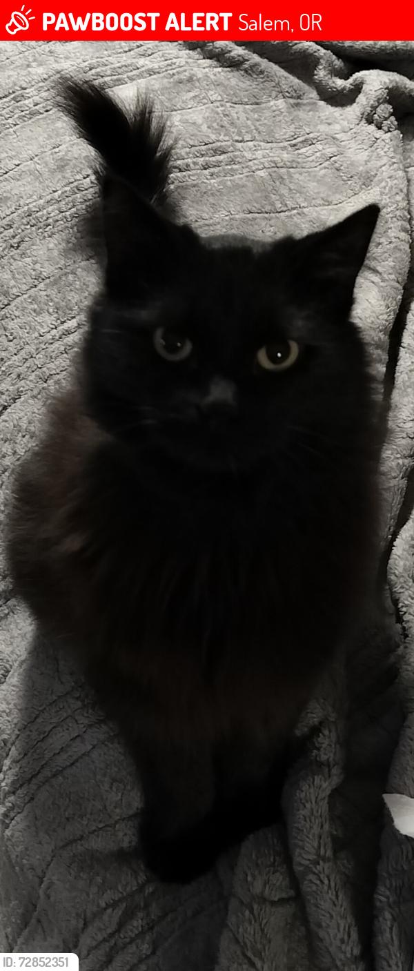 Lost Female Cat last seen Near Avens Ave NE, Salem, OR 97301