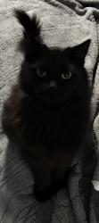 Lost Female Cat last seen Near Avens Ave NE, Salem, OR 97301