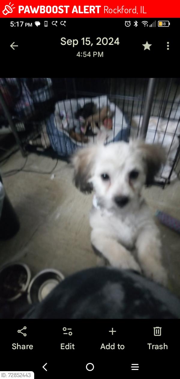 Lost Male Dog last seen Norwich and Williamsburg. 5193 Norwich Drive , Rockford, IL 61107