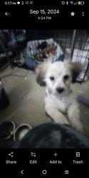 Lost Male Dog last seen Norwich and Williamsburg. 5193 Norwich Drive , Rockford, IL 61107