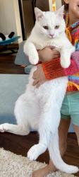 Lost Male Cat last seen The Barrington apmt Complex , Woodbury, MN 55125