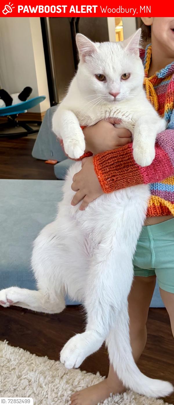 Lost Male Cat last seen The Barrington apmt Complex , Woodbury, MN 55125