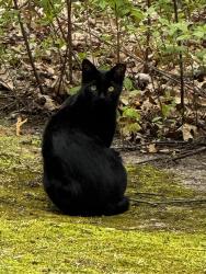 Found/Stray Unknown Cat last seen Sashabaw and maybee, Independence Township, MI 48346