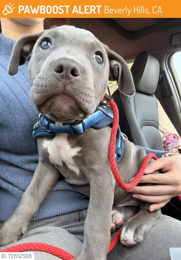 Found/Stray Male Dog last seen Doheny and Cynthia Street in West Hollywood, Beverly Hills, CA 90069