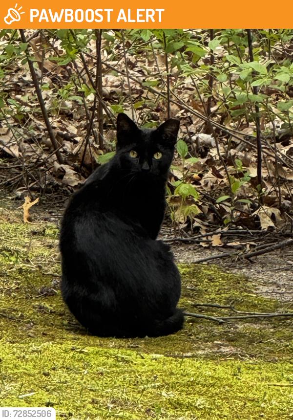 Found/Stray Unknown Cat last seen Sashabaw and maybee, Independence Township, MI 48346