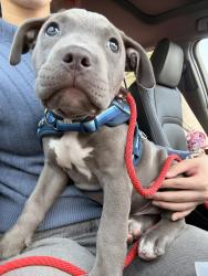 Found/Stray Male Dog last seen Doheny and Cynthia Street in West Hollywood, Beverly Hills, CA 90069