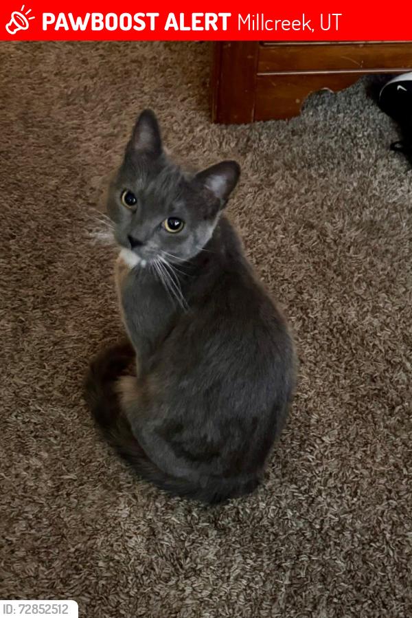 Lost Female Cat last seen E3135S, Millcreek, UT 84109