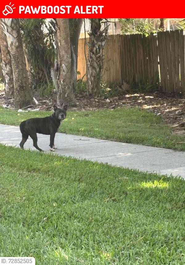 Lost Unknown Dog last seen soliders creek subdivision, Seminole County, FL 32750