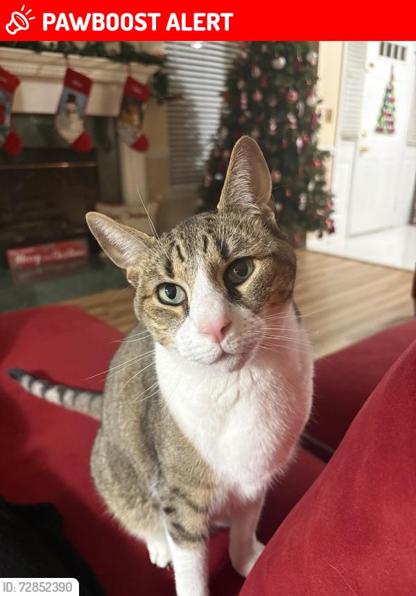 Lost Male Cat last seen Renaissance Blvd, North Brunswick Township, NJ 08902