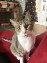 Lost Male Cat last seen Renaissance Blvd, North Brunswick Township, NJ 08902