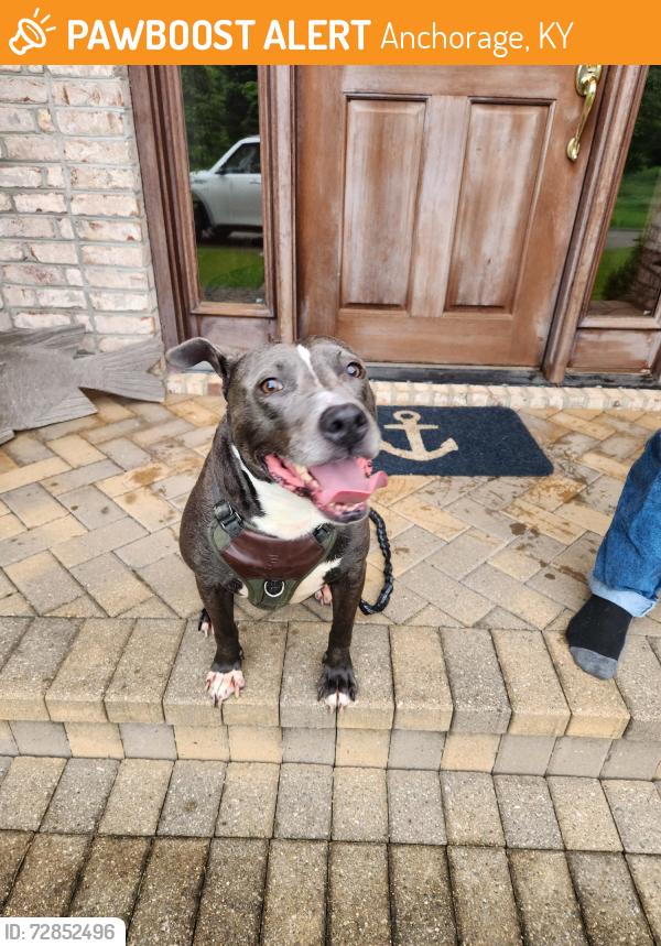 Found/Stray Male Dog last seen Lucas Lane, Anchorage, KY 40223