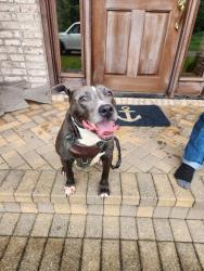 Found/Stray Male Dog last seen Lucas Lane, Anchorage, KY 40223