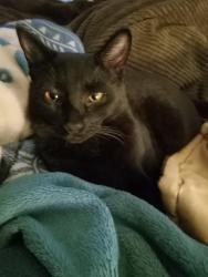 Lost Male Cat last seen Broadway and Campbell ave, Schenectady, NY 12303
