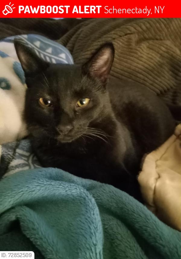 Lost Male Cat last seen Broadway and Campbell ave, Schenectady, NY 12303