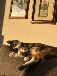Lost Female Cat last seen Near park place neighborhood off Tates Creek Rd, Lexington, KY 40517