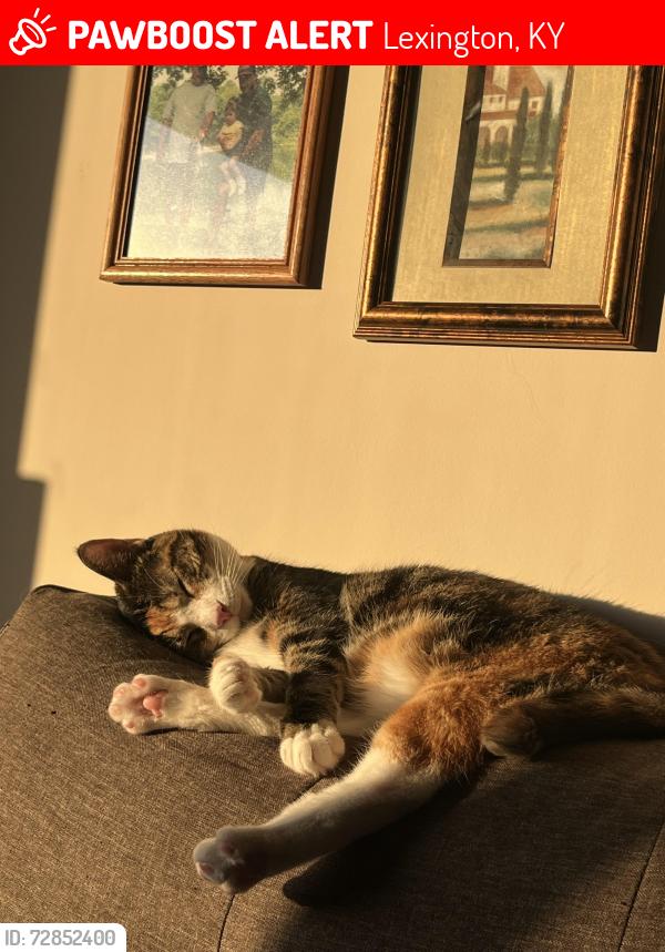 Lost Female Cat last seen Near park place neighborhood off Tates Creek Rd, Lexington, KY 40517