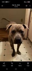 Lost Male Dog last seen Green oaks & Arkansas, Arlington, TX 76016