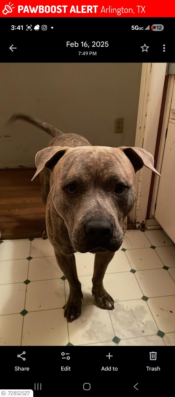 Lost Male Dog last seen Green oaks & Arkansas, Arlington, TX 76016