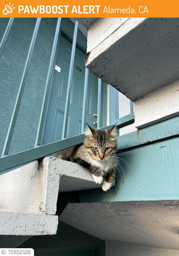 Found/Stray Unknown Cat last seen Pacific and Marshall, Alameda, CA 94501