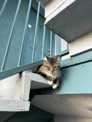 Found/Stray Unknown Cat last seen Pacific and Marshall, Alameda, CA 94501