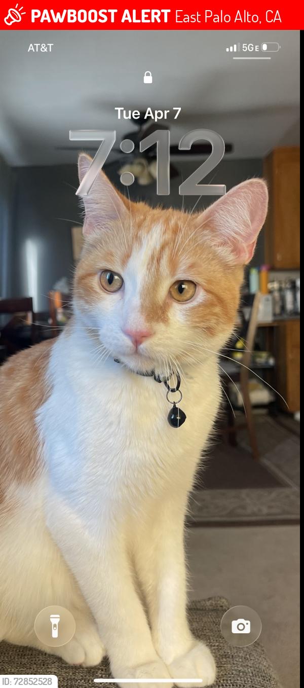 Lost Male Cat last seen East Okeefe St, East Palo Alto, CA 94303