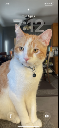 Lost Male Cat last seen East Okeefe St, East Palo Alto, CA 94303