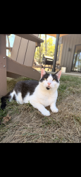Lost Male Cat last seen Bob’s Creek, Henderson County, NC 28790