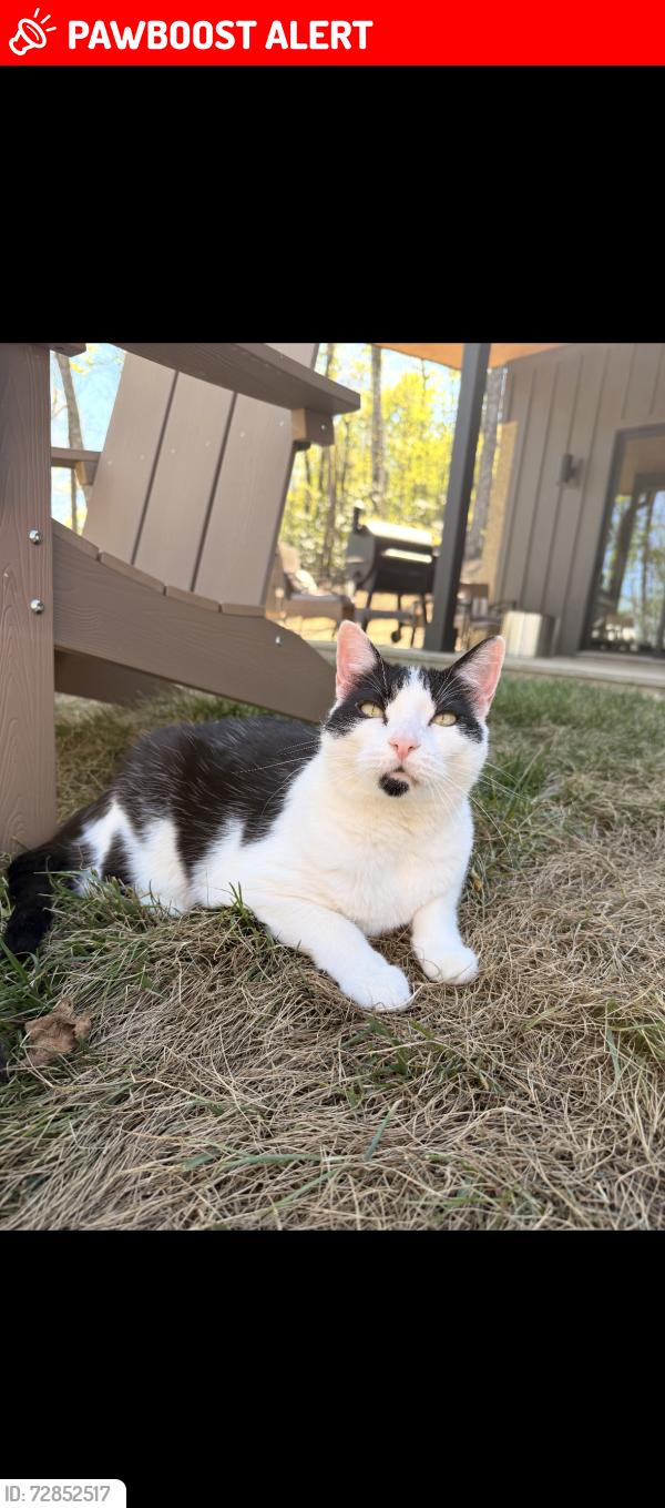 Lost Male Cat last seen Bob’s Creek, Henderson County, NC 28790