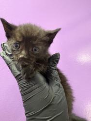Shelter Stray Female Cat last seen El Paso, TX 79904, Fort Bliss, TX 79906