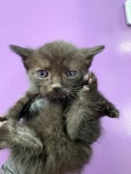 Shelter Stray Female Cat last seen El Paso, TX 79904, Fort Bliss, TX 79906