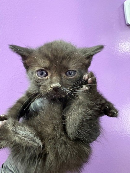 Shelter Stray Female Cat last seen El Paso, TX 79904, Fort Bliss, TX 79906