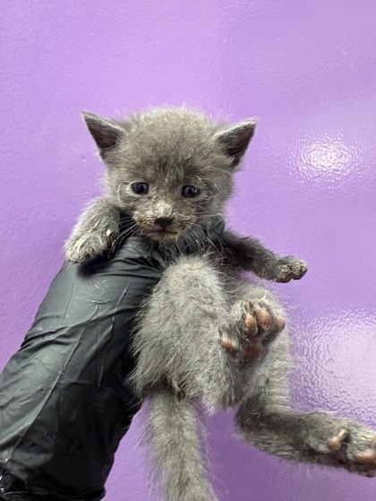 Shelter Stray Male Cat last seen El Paso, TX 79904, Fort Bliss, TX 79906