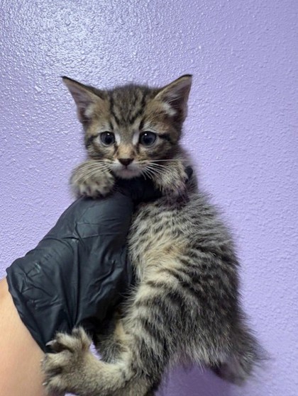 Shelter Stray Female Cat last seen El Paso, TX 79912, Fort Bliss, TX 79906