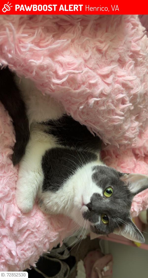 Lost Male Cat last seen Quarter Mill apmts off of Mayland Dr, Henrico, VA 23294