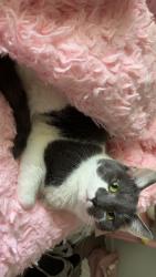 Lost Male Cat last seen Quarter Mill apmts off of Mayland Dr, Henrico, VA 23294