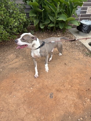 Shelter Stray Male Dog last seen Near Buford Hwy NE, Atlanta, GA 30329, 30329, GA, Atlanta, GA 30341