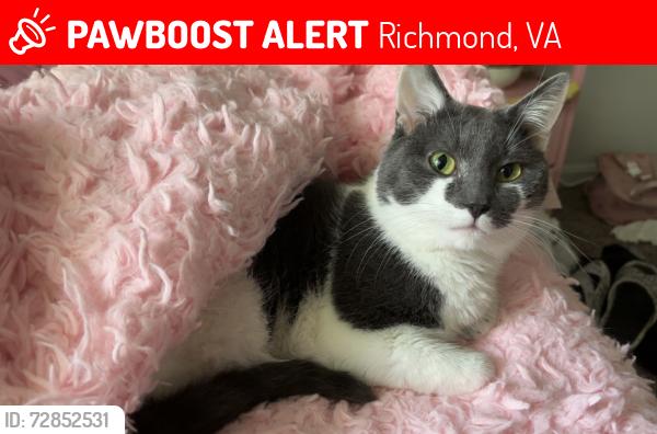Lost Male Cat last seen Quarter Mill apmts, Richmond, VA 23294