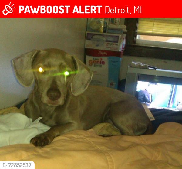 Lost Male Dog last seen Rosa Parks and Woodrow Wilson , Detroit, MI 48206