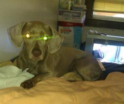 Lost Male Dog last seen Rosa Parks and Woodrow Wilson , Detroit, MI 48206