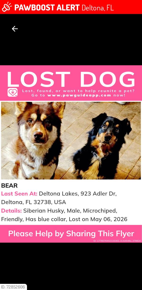 Lost Male Dog last seen Fort smith and india, Deltona, FL 32738