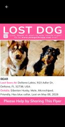 Lost Male Dog last seen Fort smith and india, Deltona, FL 32738