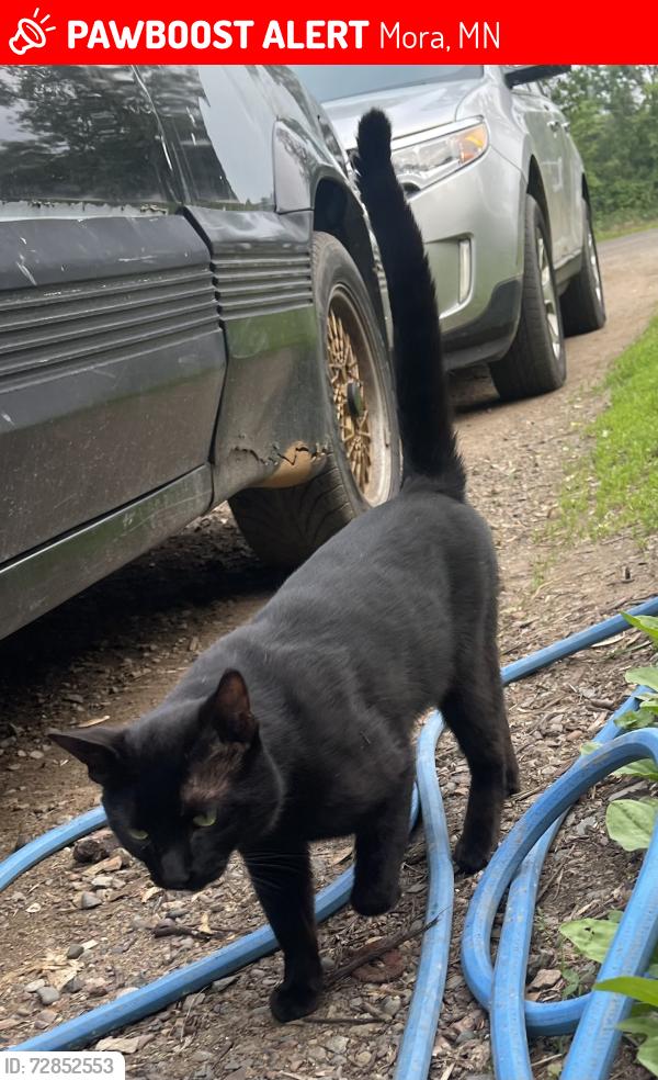 Lost Male Cat last seen North Wood street, Mora, MN 55051