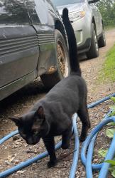 Lost Male Cat last seen North Wood street, Mora, MN 55051