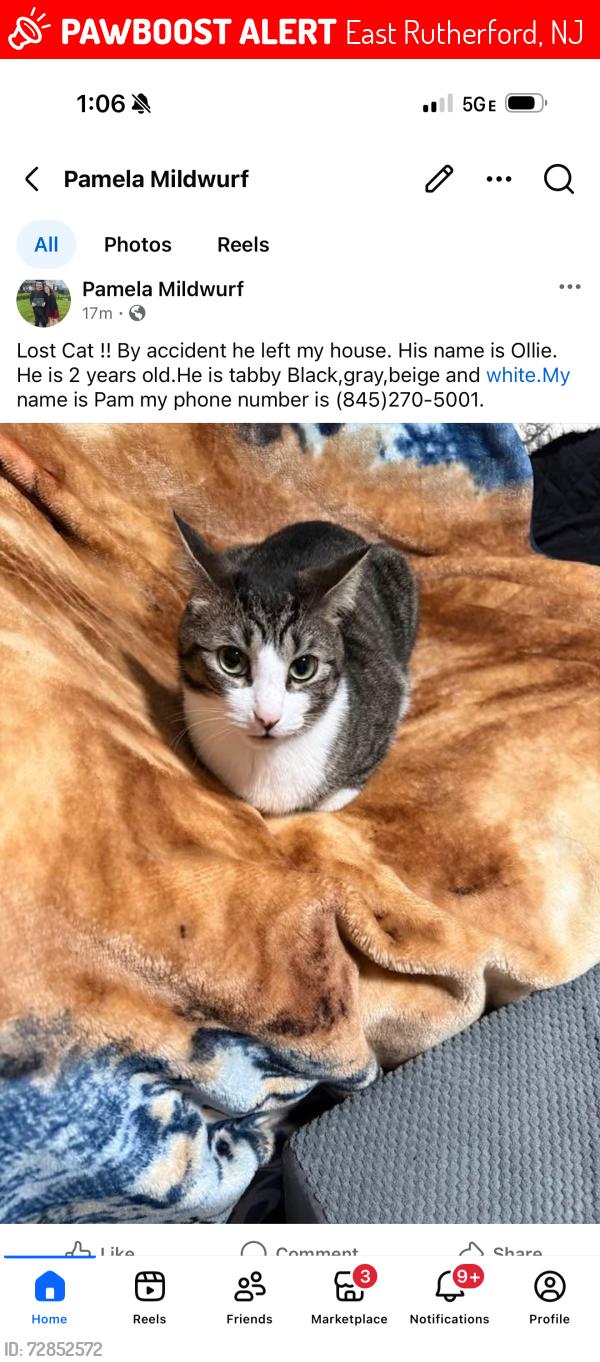Lost Male Cat last seen Near Paterson Avenue , Lodi, NJ 07644