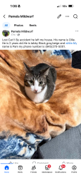 Lost Male Cat last seen Near Paterson Avenue , Lodi, NJ 07644