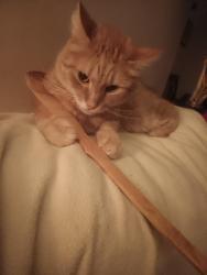 Lost Male Cat last seen Harbour Village Dr , Garden City, SC 29575