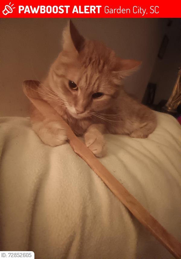 Lost Male Cat last seen Harbour Village Dr , Garden City, SC 29575