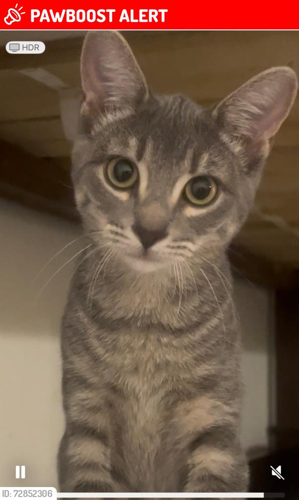 Lost Female Cat last seen Wood Lake Ct San Juan Capistrano  92675, San Juan Capistrano, CA 92675